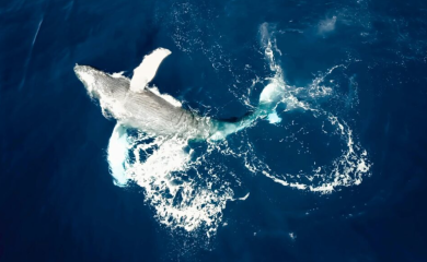 Naučnici zabrinuti: Ajkule na hit turističkoj lokaciji pozitivne na kokain