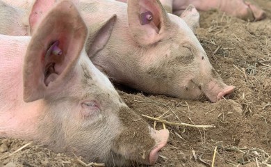 Otkriven mogući uzrok zaraze svinja afričkom kugom