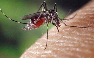 Registrovani prvi slučajevi groznice Zapadnog Nila u Srbiji