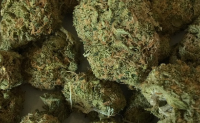 DOBOJ: U sklopu akcije “Plantaža 2022” pronađeno 19 kg marihuane