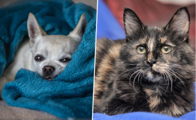 Najstariji pas i mačka na svijetu - Đino i Flosi