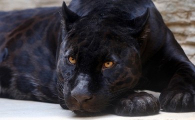 Crni panter stigao do Feketića? Pojavio se novi snimak, mještani u strahu