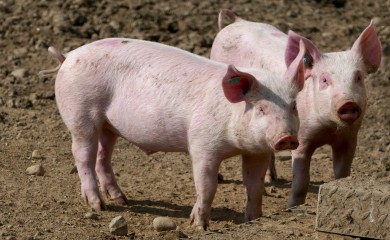 Počela sezona svinjokolja - cijene nikad više