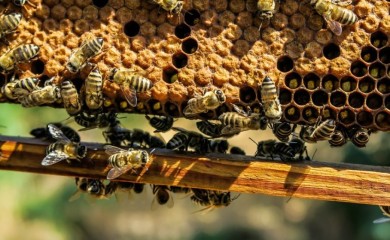 Pčelinji otrov koristan za ljude: Ubodom liječe i opuštaju živce