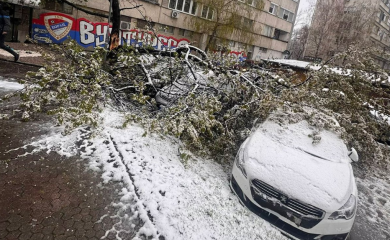Banjaluka: Palo drvo na automobile (FOTO)