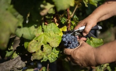 Proizvodnja vina u EU najlošija je u posljednje 62 godine, klimatske promjene glavni krivac