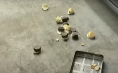Medvjed "banuo" u pekaru i pojeo 60 kolača (VIDEO)