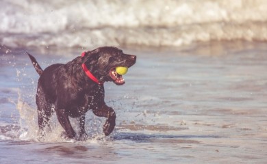 Turisti sa psima nepoželjni na plaži na hrvatskom ostrvu
