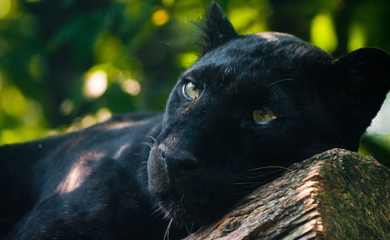 Crni panter viđen u Vrbasu (VIDEO)