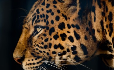 Leopard skočio na kombi, pa povrijedio 15 osoba VIDEO