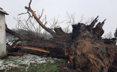 Babin hrast svjedok i ratova i ljubavi: Jedan od najstarijih stabala u Srpskoj otišlo u istoriju