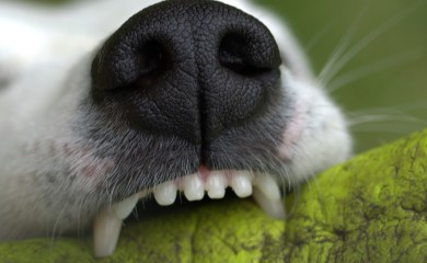 Banjalučanku ugrizao pas: Mislila da će joj isčupati kosu i čelo (FOTO)