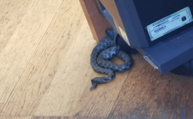 Zmija u prostorijama UIO u Banjaluci, zaposleni napustili zgradu