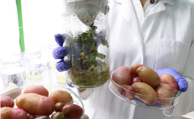 U Banjaluci proizveden glamočki krompir iz epruvete