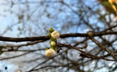 Na pragu novembra probeharala višnja