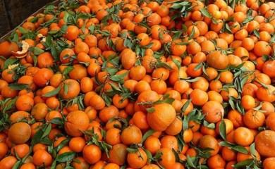 Završile u BiH: Opasan pesticid nađen u mandarinama iz Hrvatske