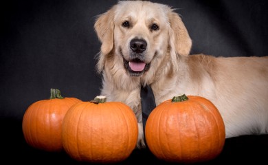 Ova hrana je opasna za pse