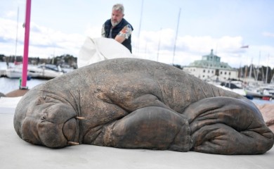 U znak sjećanja na ženku morža: Otkrivena skulptura Freje u prirodnoj veličini