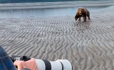 Medvjed pojurio prema turistima, pogledajte kako su se odbranili (VIDEO)