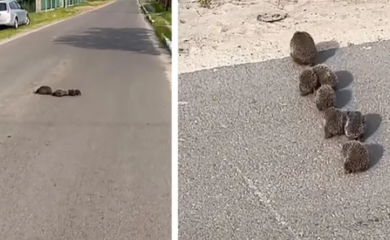 (VIDEO) Danas nećete vidjeti NIŠTA SLAĐE: Prizor oduševio građane, mama ježica strpljivo vodi svoje mališane