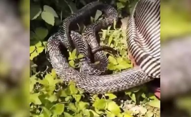 Jeziv video: Zaspao ispod drveta, pa zatekao zmiju ispod košulje!