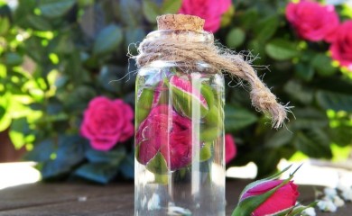 Od davnina su poznate blagodeti ulja ruže