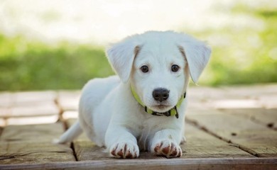 Ove rase pasa skoro nikada ne laju