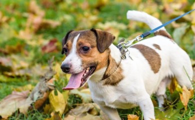 Komunalci kaznili osmoro vlasnika pasa u Banjaluci