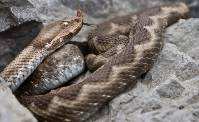 Muškarca ugrizao poskok dok je brao šparoge