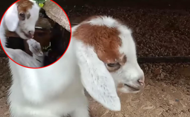 Vlasnici farme u nevjerici: Rođena koza sa osam nogu (VIDEO)