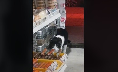 Kamera snimila mačka dok krade salamu (VIDEO)