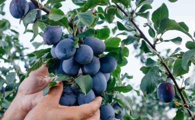 GORDAN DEJANOVIĆ: "Na selu je život jednostavniji, imamo sve"