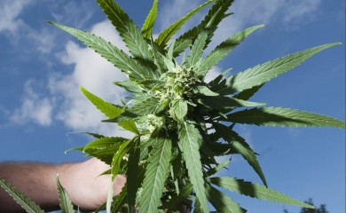 U Nevesinju pronađeno 45 stabljika indijske konoplje