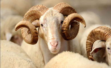 Krađa kod Kaknja, lopov ukrao ovna