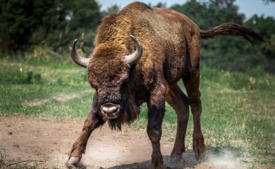 13 bizona nastradalo u saobraćajnoj nesreći u blizini Nacionalnog parka