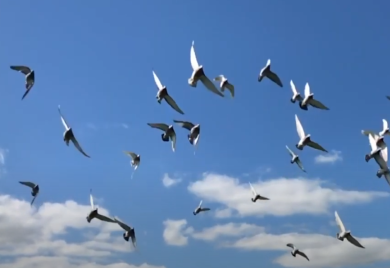 Uništavaju im životnu lagunu: Oko 200 vrsta ptica je u opasnosti!