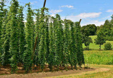 Ovu biljku niko ne uzgaja, a donosi i po 1.000 evra po kilogramu