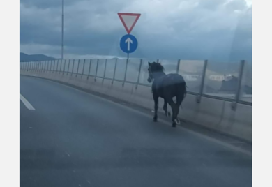 SARAJEVO: Konj galopirao brzom cestom