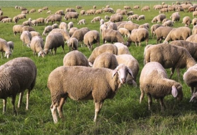 Meso iz inostranstva zatvara domaće farme