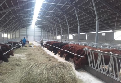 Bosna i Hercegovina još nije ispunila uslove za izvoz crvenog mesa u EU