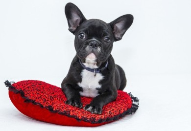 Top lista najglupljih rasa pasa