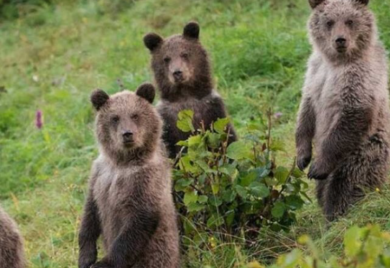 Stiglo zvanično upozorenje: Ova evropska zemlja najavljuje vanredno stanje zbog medvjeda