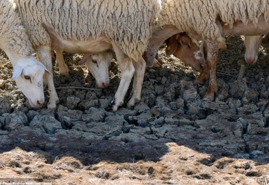 Nezapamćena suša na Siciliji, stočari ubijaju životinje: Prizori su potresni VIDEO
