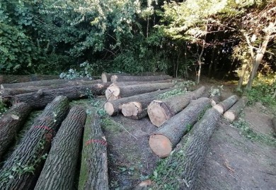 Tridesetšestogodišnji muškarac poginuo prilikom izvlačenja drva