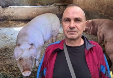 Ostao bez testisa zbog svinje: Odjednom je krenula na mene, morao sam da se pribijem uza zid