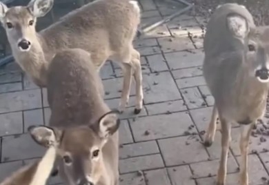 Ženi se ispred vrata pojavila grupa jelena, njena reakcija oduševila mreže (VIDEO)