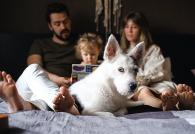 Koliko je (ne)zdravo puštati ljubimce u krevet