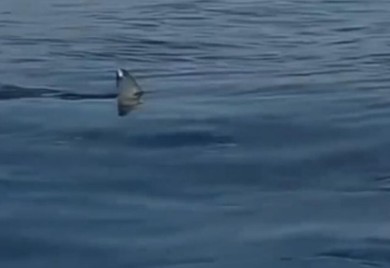 Ajkula viđena kod grčkog ostrva: Ljudi uspaničeno vrištali (VIDEO)