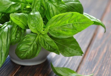 Bosiljak kao idealan saveznik u borbi protiv stresa i hipertenzije