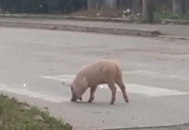 Odbjeglo prase snimljeno kako trči ulicama grada